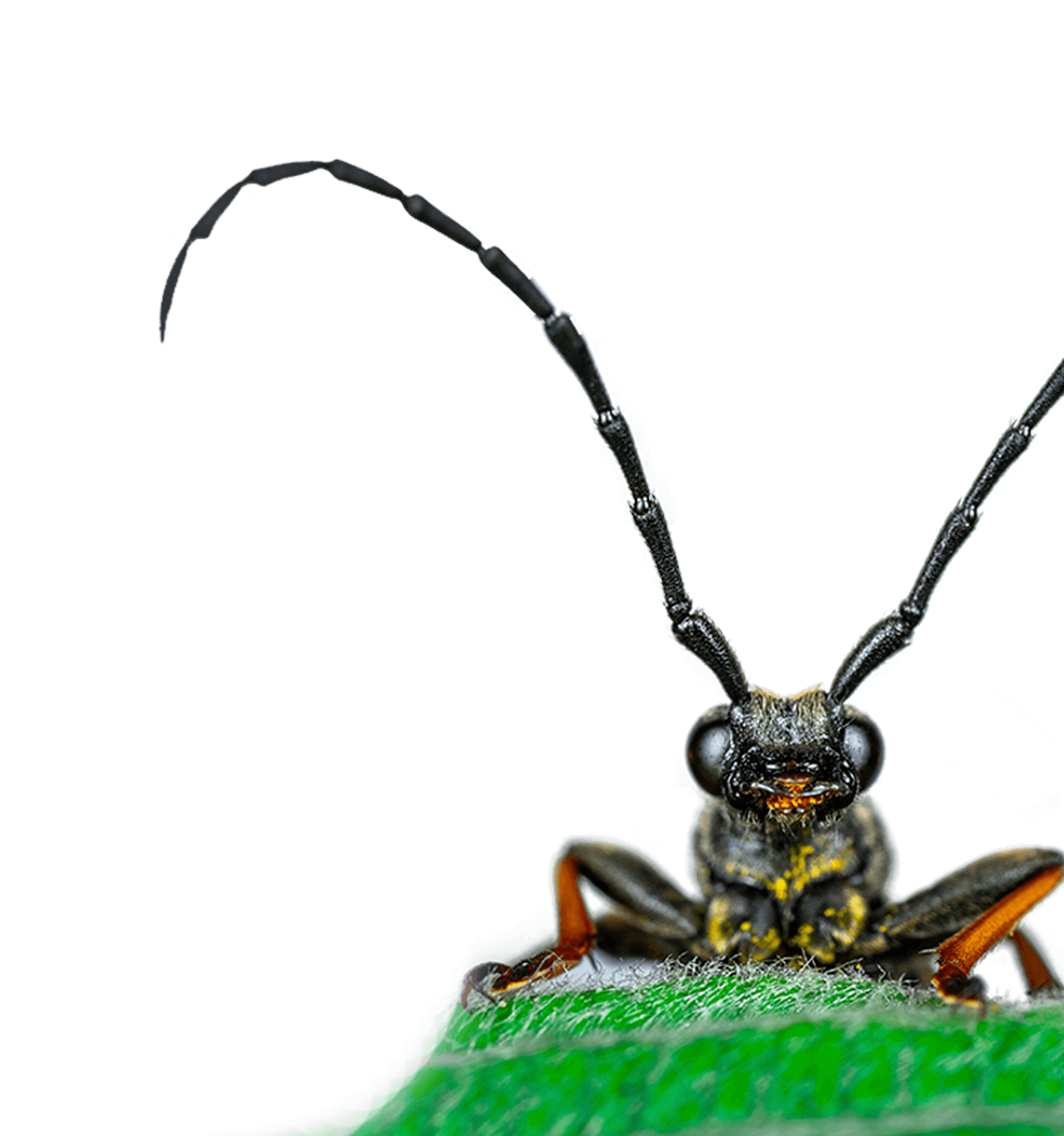 Close up of a bug with long antennas