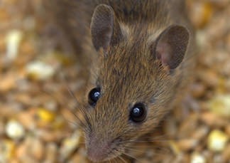 Photo of House Mouse (Mus Musculus)