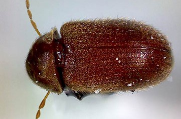 Photo of Drugstore Beetle (Stegobium Paniceum)