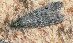 Photo of Mediterranean Flour Moth (Ephestia kuehniella)