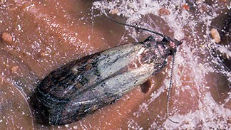 Photo of Indian Meal Moth (Plodia Interpunctella)