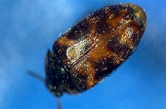 Photo of Warehouse Beetle (Trogoderma Variabile)