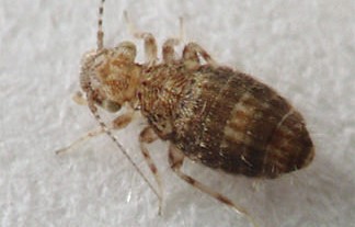 Photo of Psocids (Order: Psocoptera)
