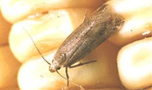 Photo of Angoumois Grain Moth (Sitotroga Cerealella)