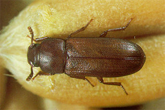 Photo of Red Flour Beetle (Tribolium Castaneum)