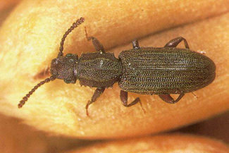Photo of Sawtoothed Grain Beetle (Oryzaephilus Surinamensis)
