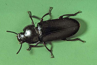 Photo of Yellow Mealworm (Tenebrio Molitor)