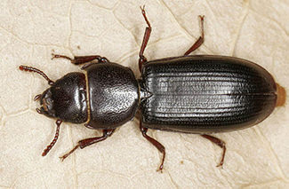 Photo of Cadelle (Tenebroides Mauritanicus)