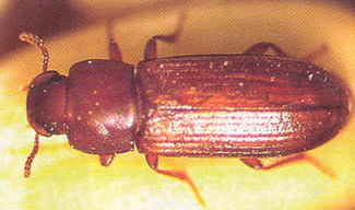 Photo of Confused Flour Beetle