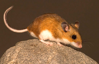 Photo of Deer Mouse (Peromyscus Maniculatus)