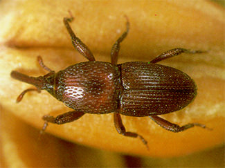 Photo of Granary Weevil (Sitophius Granarius)