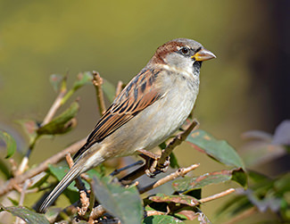 Photo of House Sparrow (Passer Domesticus)