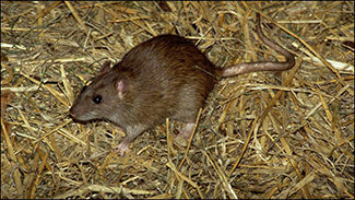 Photo of Norway Rat (Rattus Norvegicus)