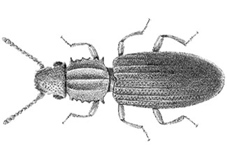 Photo of Merchant Grain Beetle (Oryzaephilus Mercator)