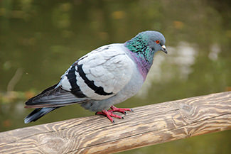 Photo of Pigeon (Columba Livia)