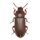 Beetles