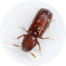 Bugs