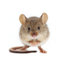 Rodents