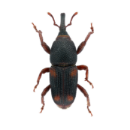 Weevils