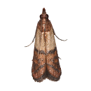 Indian Meal Moth
