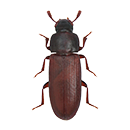 Red Flour Beetle