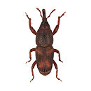 Rice Weevil