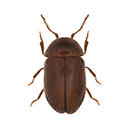 Cigarette Beetle
