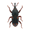 Maize weevil