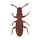 Sawtoothed Grain Beetle
